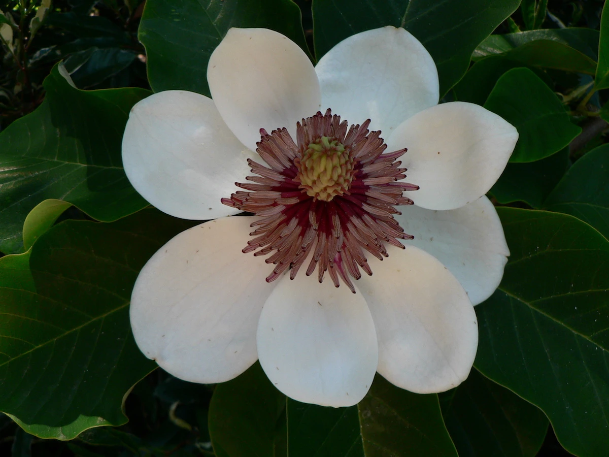 x wieseneri